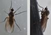 Empis sp.
